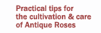 Practical Rose Tips